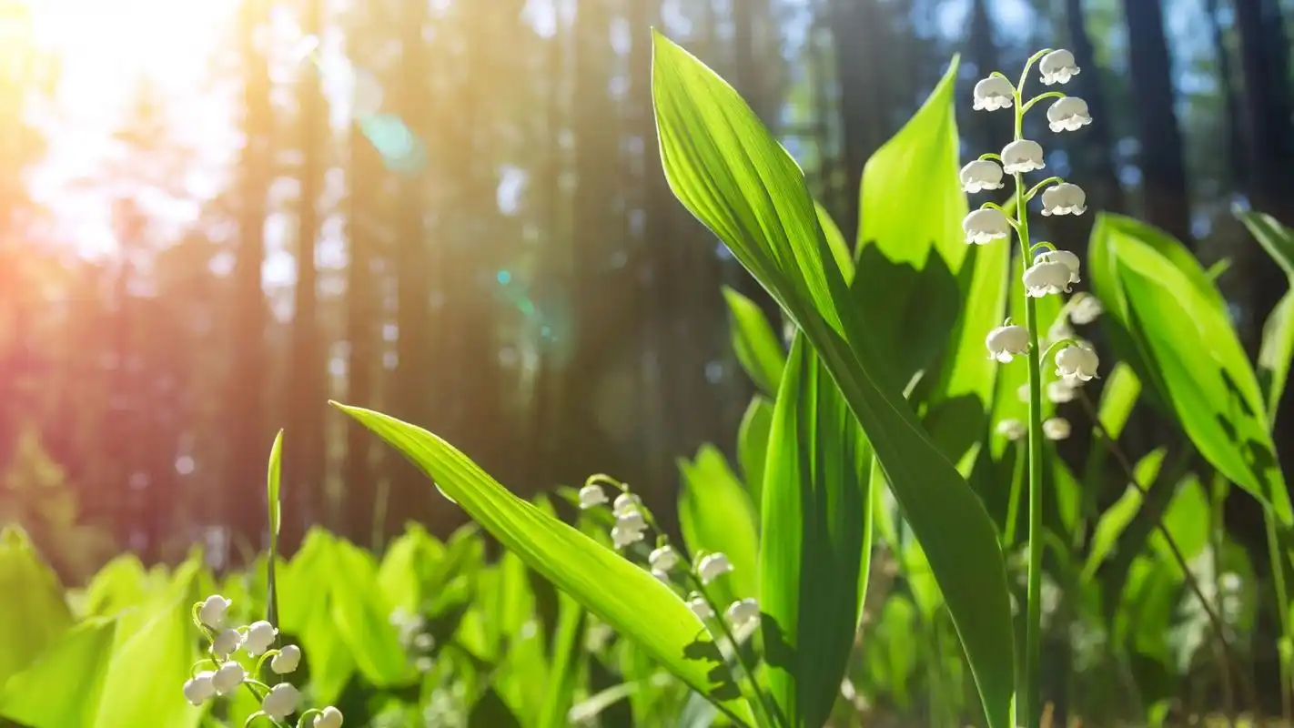 清新自然的绿色树木高清桌面壁纸下载