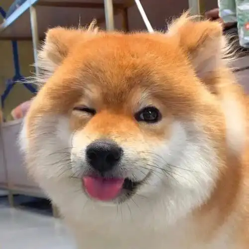 柴犬头像狗狗头像