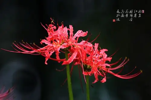 其它 阅尽红尘离殇苦 写美篇  彼岸花开,如血染残虹,爱成空,今非昨