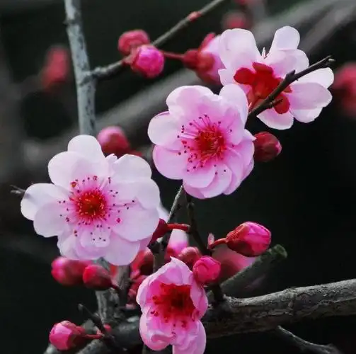 耐寒的梅花品种