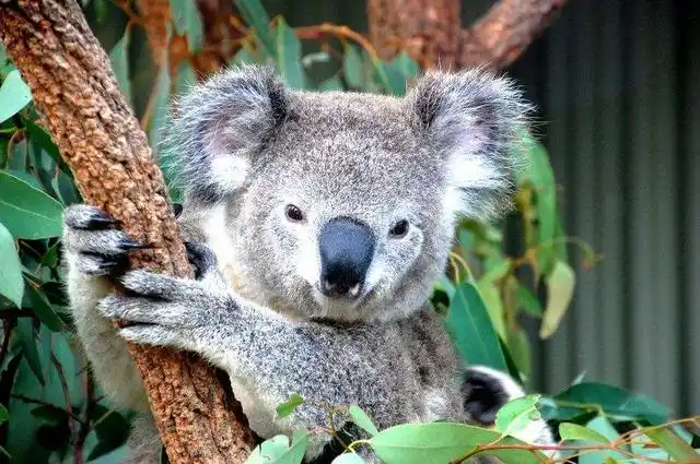 树袋熊英文,树袋熊就只是长相可爱而已(树袋熊英文单词怎么读)_犇涌向