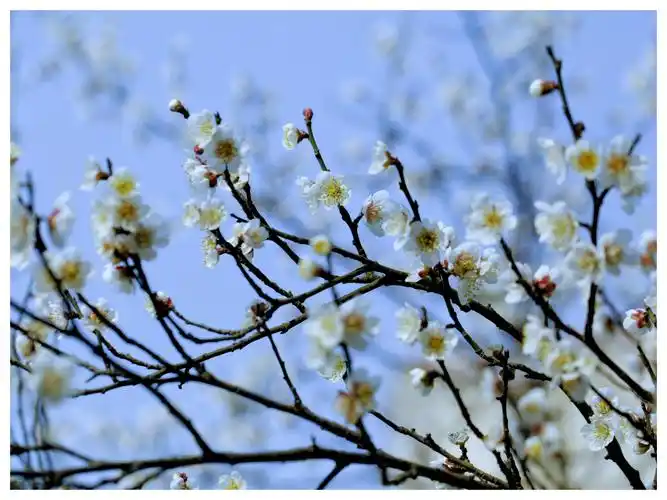 白梅花疑是冬雪尚未消