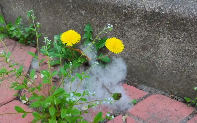 夏天满天飞的柳絮