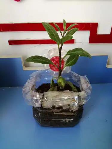 "我创意,我动手,我快乐."——建昌营镇第三小学自制花盆评比活动