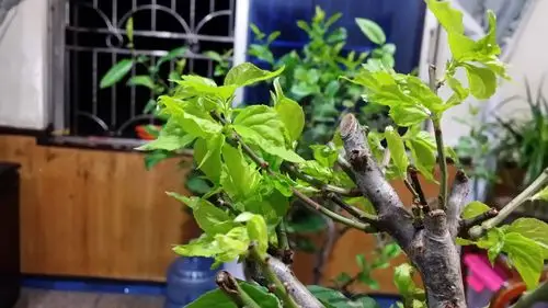 梅花盆栽移植后生长不好用生存活液可以吗?