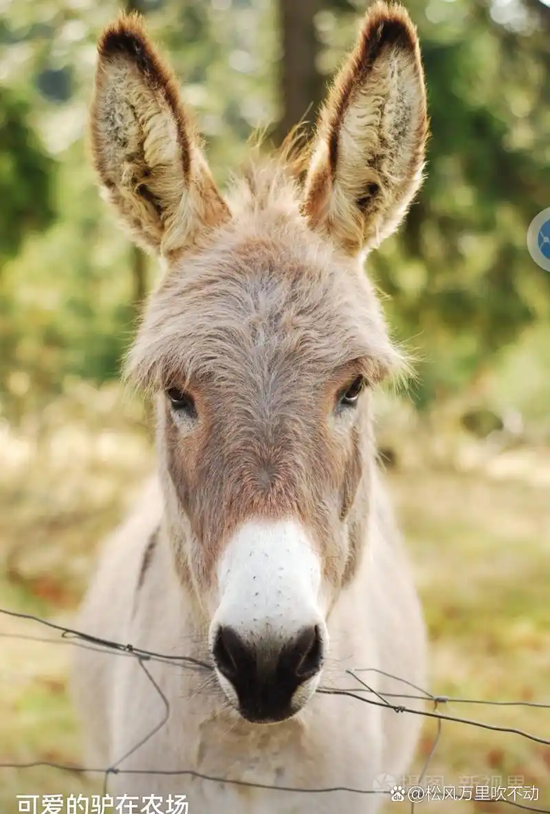 【全世界都在对号入座】 几乎轰动世界的刀郎歌曲《罗刹海市》事件,有