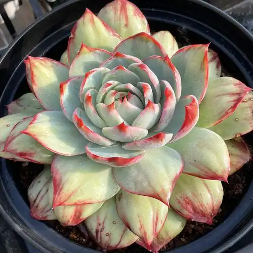 无肉不欢 惊鸿仙子超大单头3年生  一物一拍 多肉植物 11.24-9