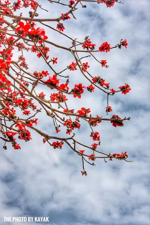 木棉花的功效与作用,花语是珍惜身边的人和幸福.