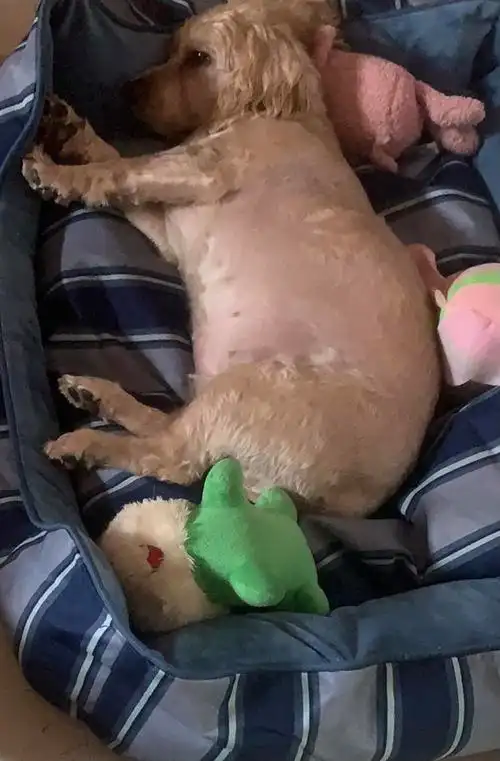 讨论想看看大家狗子吃饱后的肚肚