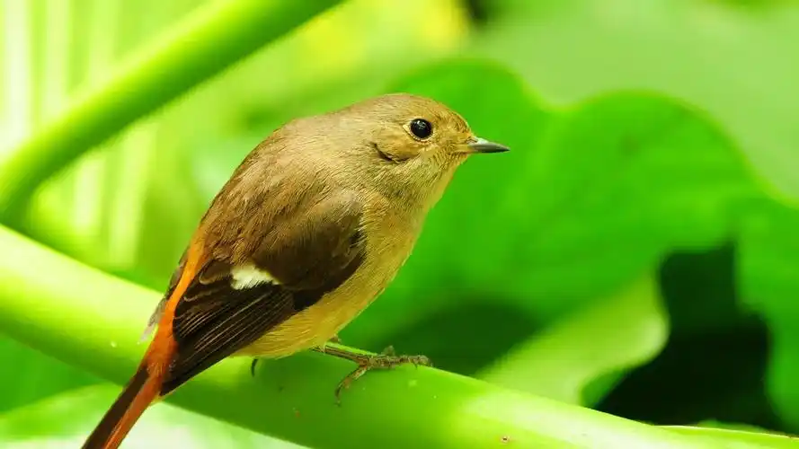 春天小鸟唯美电脑壁纸