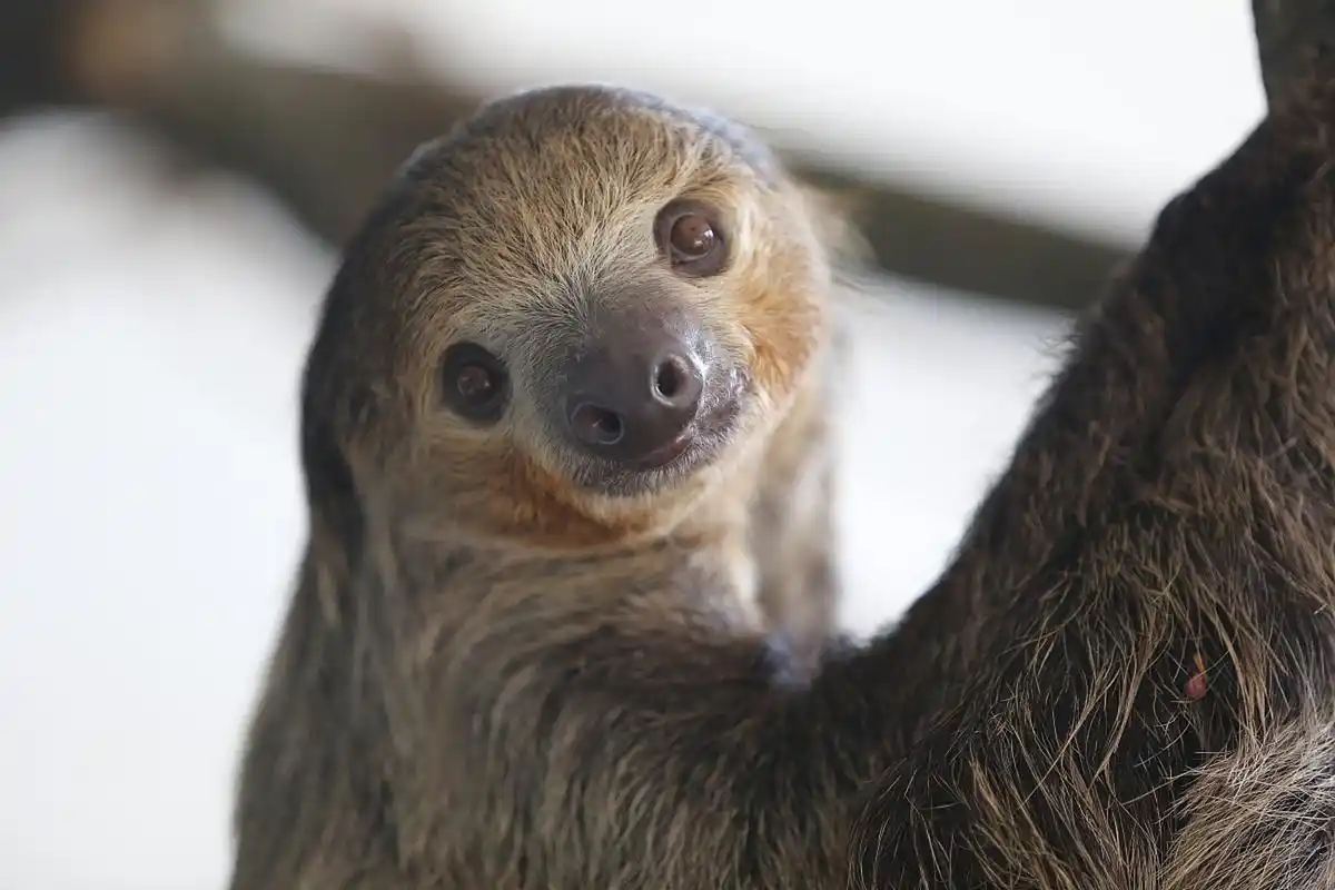 睡睡懒觉,吃吃树叶,树懒的生活就是这样简单.#动物趣图