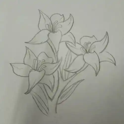 百合花简笔画 百合花简笔画大全
