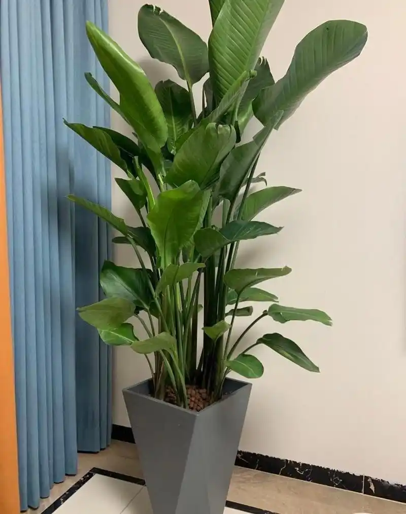 新房添置了植物,天堂鸟的植物非常养眼,可以起到很好的视觉效果,摆放