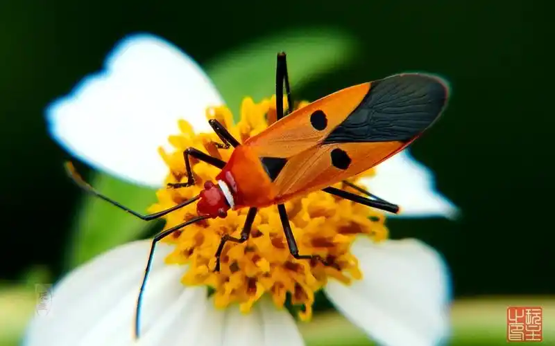 近得(7)--人面蝽