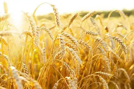 成熟耳朵的背景.成熟的谷类作物.关闭照片