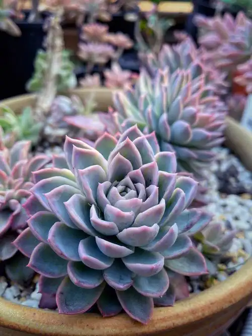 地栽多肉紫罗兰女王