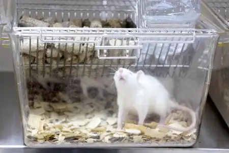 关在笼子里的实验鼠白色背景下的棕色实验鼠实验用小白鼠孤立的白老鼠