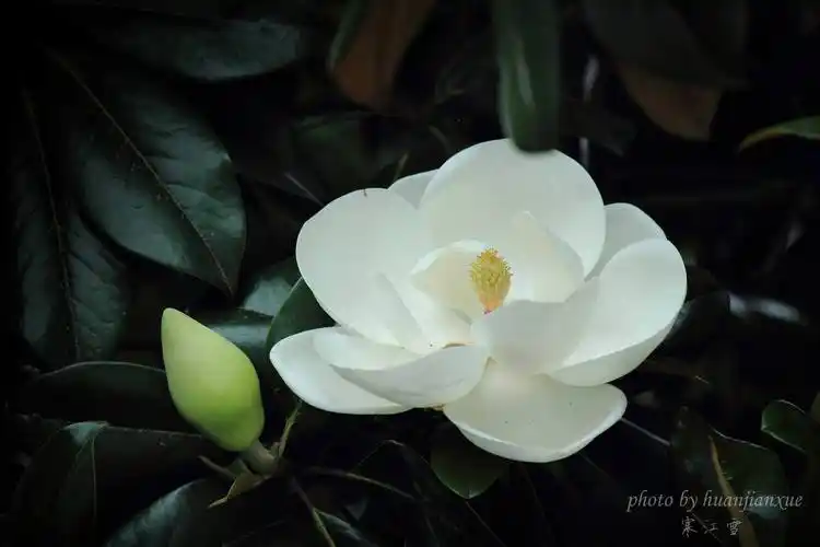 广玉兰特点(广玉兰主要特征)