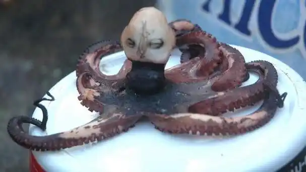 做梦梦到很大的章鱼蛇缠身 做梦梦到很大的章鱼蛇缠身怎么回事