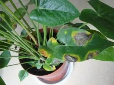 红掌叶片变褐坏死怎么办两种防治方法保你红掌绿油油花卉大全