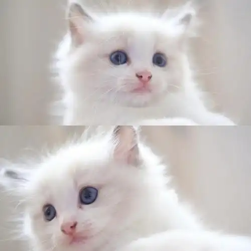 小奶猫是世界上最可爱的生物