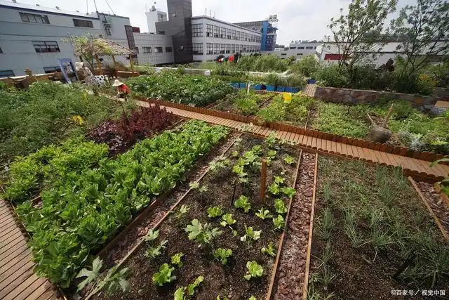 章继刚:小菜园怎样变成花园式创意新空间