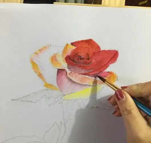 教你用水彩绘画写实玫瑰,步骤详细,简单易学,非常适合初学者
