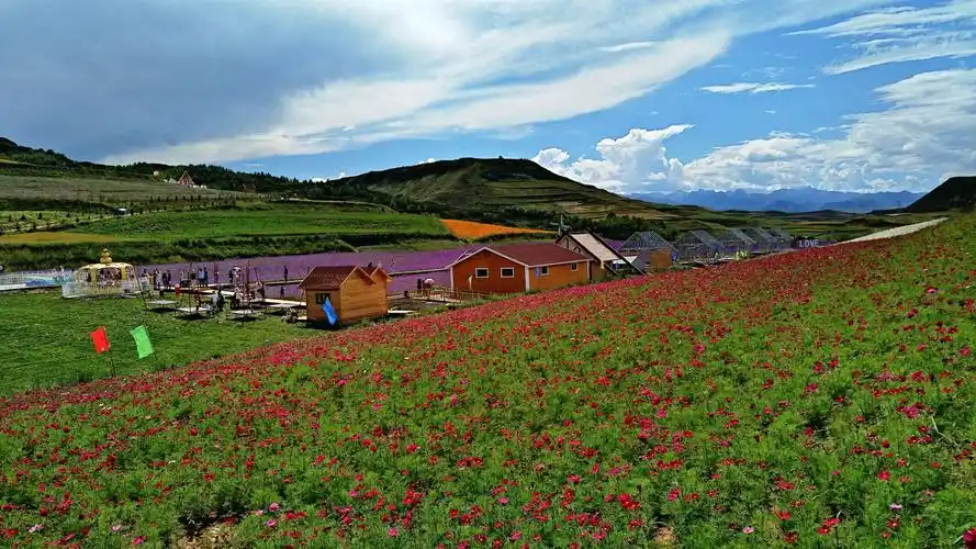 青海湟中县土门关乡上山庄村花海一瞥.2017年8月12日手机随拍