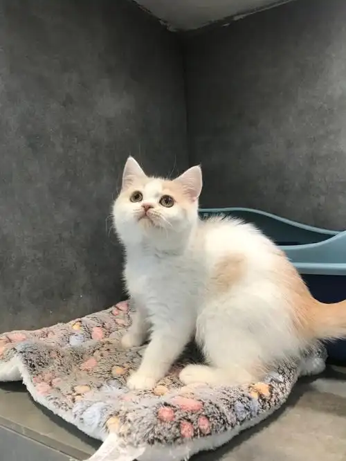 只需要700的英短乳白值得入手吗?