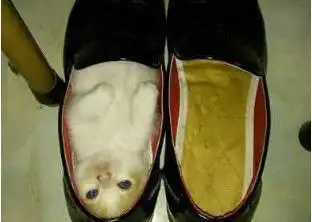 搞笑gif第一次坐高铁为了假装经常坐于是就拍了乘务员后背