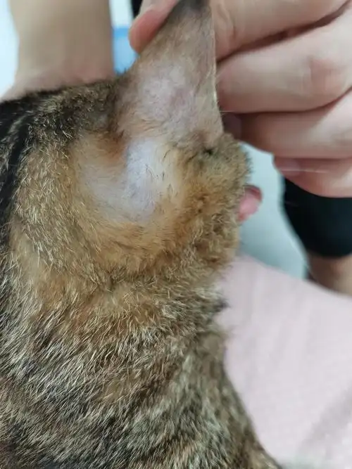 求助猫咪耳朵后面突然秃了一块这是猫癣吗