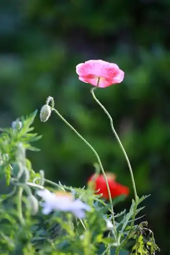当一朵小花开成诗的模样一一花解语系列小诗