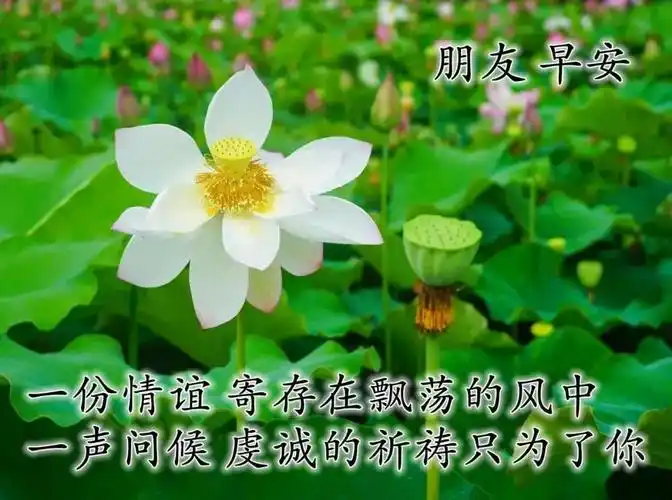 8张最新清新漂亮早上好图片带字带祝福语好看的朋友圈早安问候祝福语