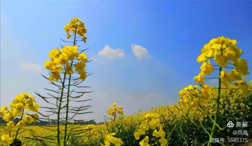 春天的足迹(2019)