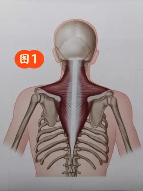 上斜方肌评估及松解手法