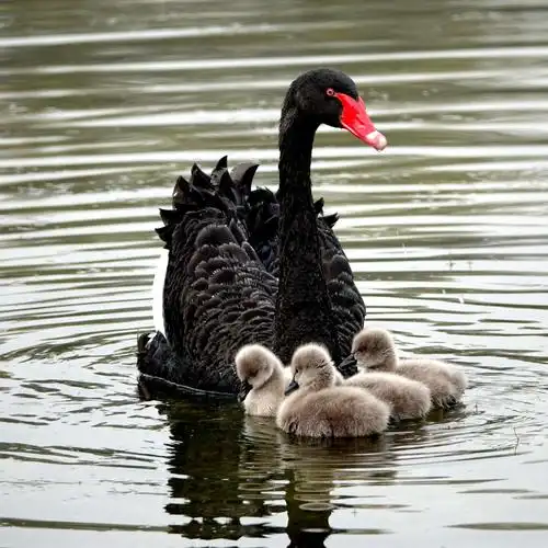 小黑天鹅出生第五日