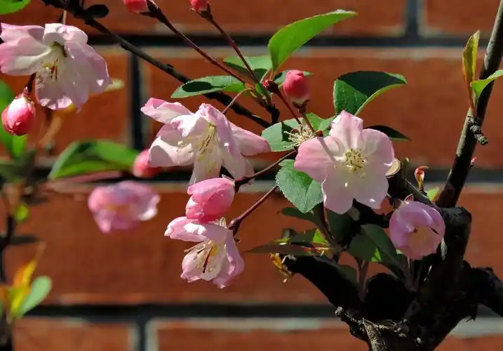 2,海棠树——家有海棠,富贵自来