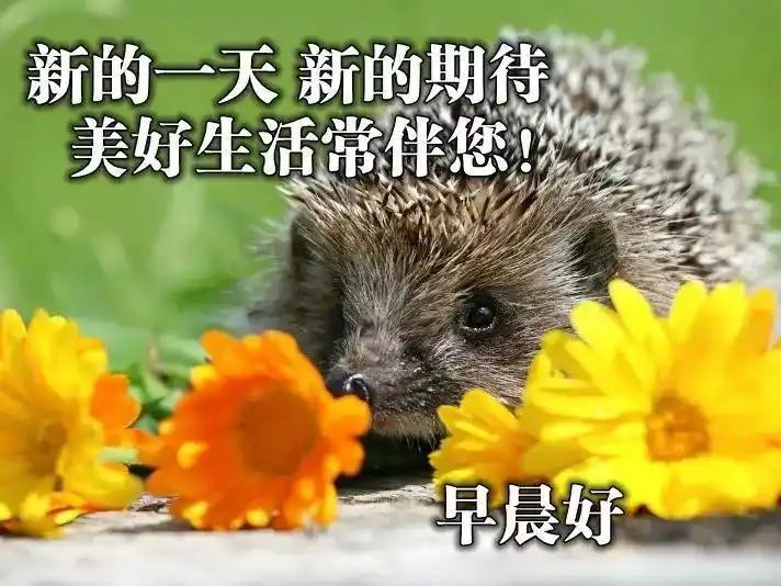 原创早上好漂亮图片问候语送给你祝事事顺心如意愿你开心快乐