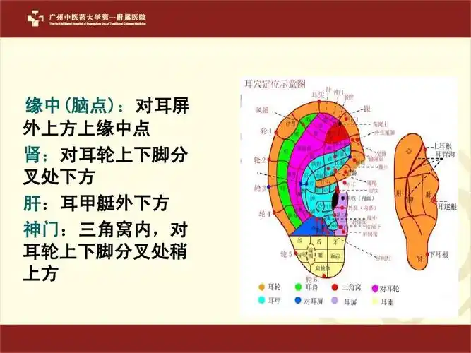 缘中(脑点):对耳屏 外上方上缘中点 肾:对耳轮上下脚分 叉处下方 肝