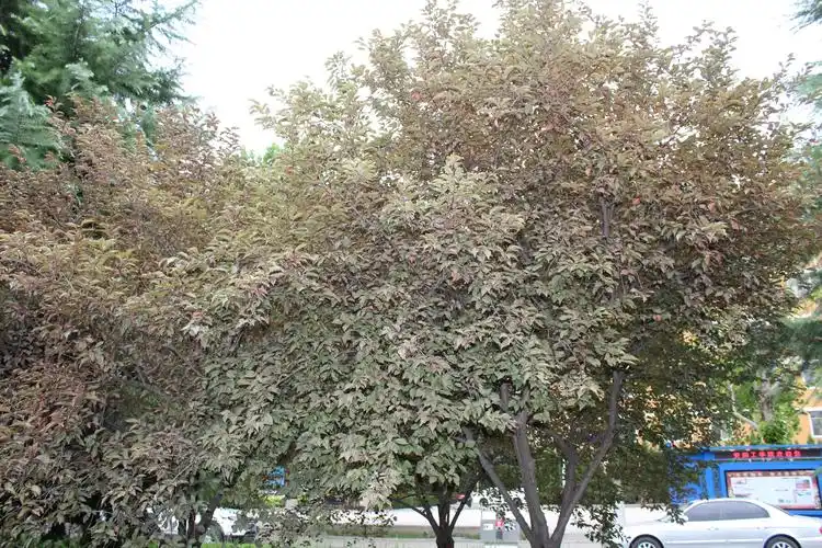 p>美人梅(学名: i>prunus × blireana /i> cv.