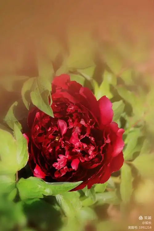 红牡丹花
