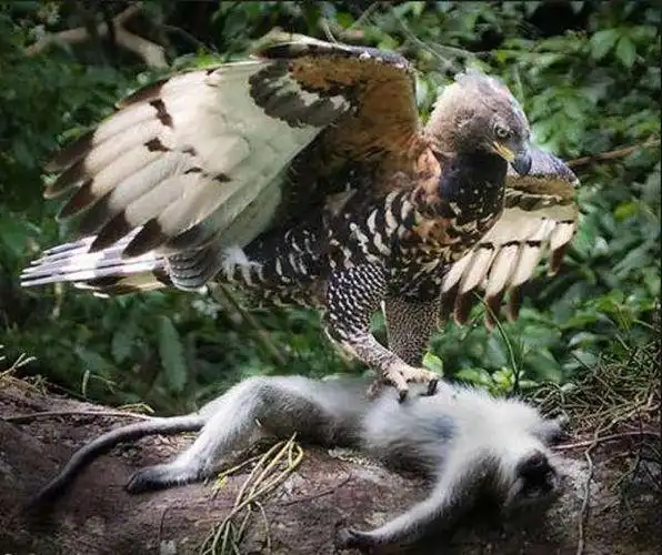 菲律宾的国鸟被称为雕中之虎的极危保护动物最大雕类之一