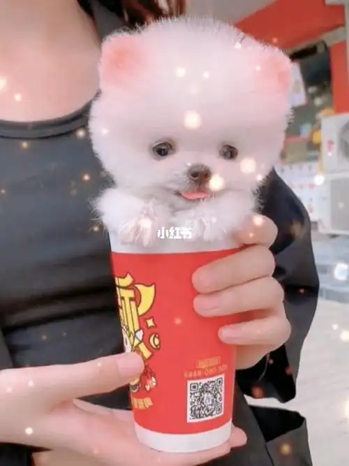 茶杯狗多少钱一只?太萌了,赶紧带回家吧_大全-幸福起航