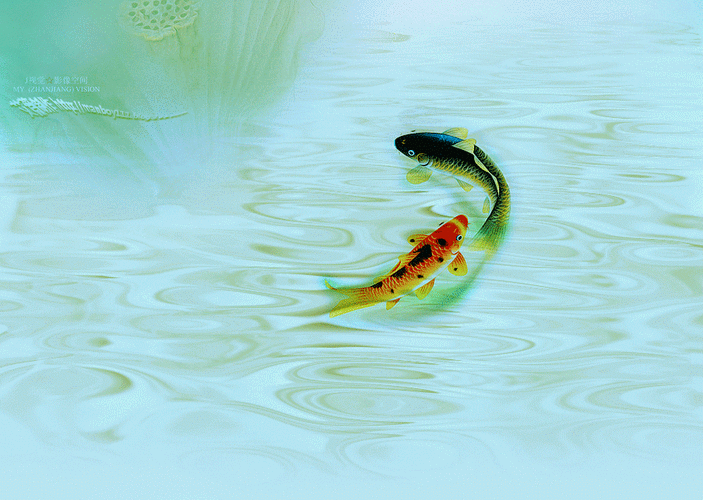 莲水云间 ~ 10首精选连播【潭池鱼儿戏 风吹山林兮 月照花影移……】