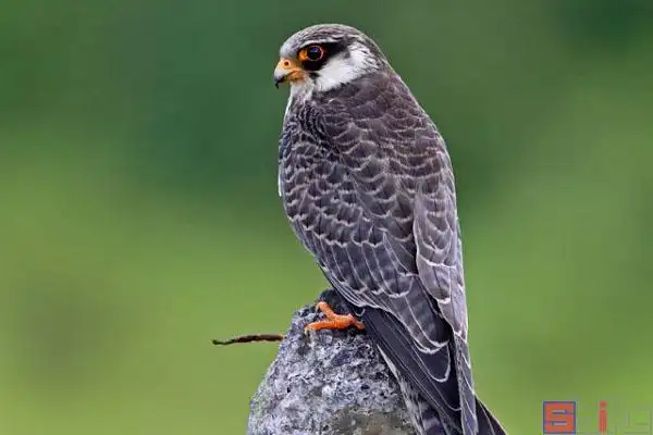 红脚隼_青鹰_青燕子_黑花鹞_蚂蚱鹰_红腿鹞子