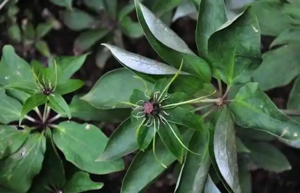 重楼品种图片大全(2)