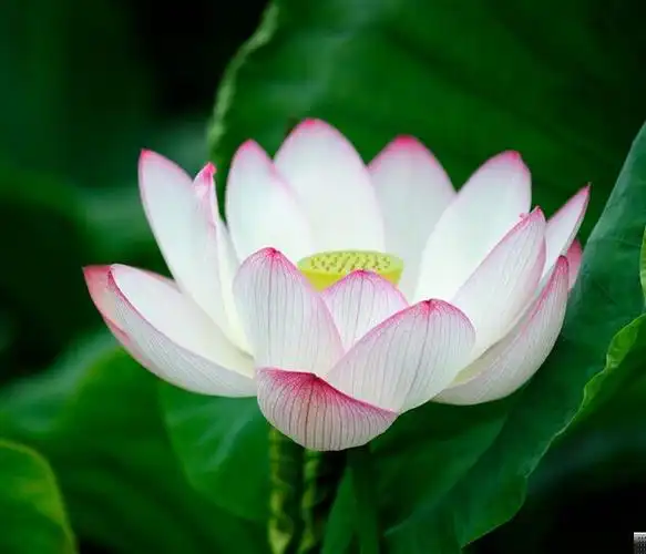 愿为一朵莲白莲花