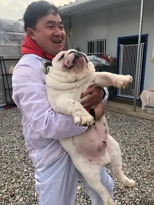 老公见到狗之后的状态