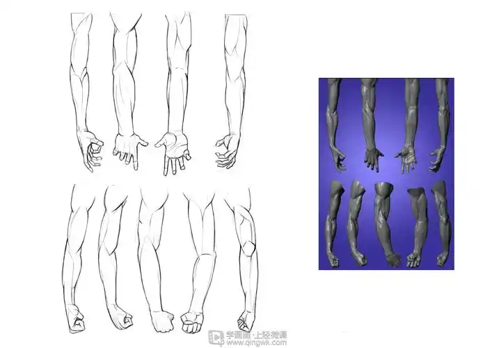 写生手臂—人体体块手臂肌肉的练习