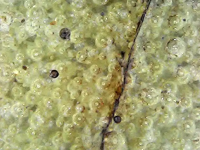 北宋 官窑 月白釉花觚 老化痕迹显微观察